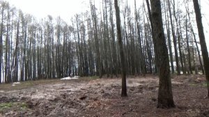 В парке в Толмачово в городе Вязники около будущей кафешки срубили деревья. Съемка 07.04.2026