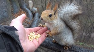 Сегодня много голодных белок