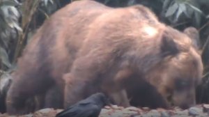 Гигантский МЕДВЕДЬ-ЛЮДОЕД Охота и Рыбалка