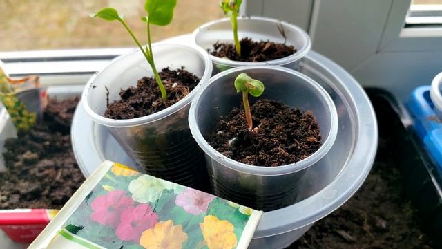 Планы на день