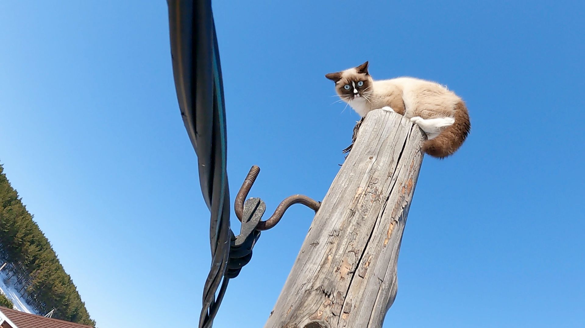 Тимоооооон...