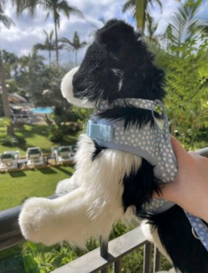 видео про липовое г**** ( трансляция)