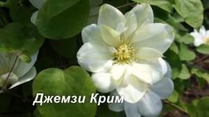 Клематисы, рожденные в СССР. Лесная Опера ( Lesnaja Opera)