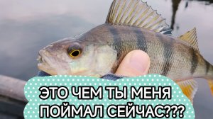 МОНТАЖ ТРИШИНА, ЧЕМ ХОРОШ? КАК СДЕЛАТЬ? #СПИННИНГ
