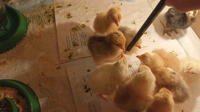 Как быстро и легко научить цыплят кушать. 
Цыплячьи дела😄