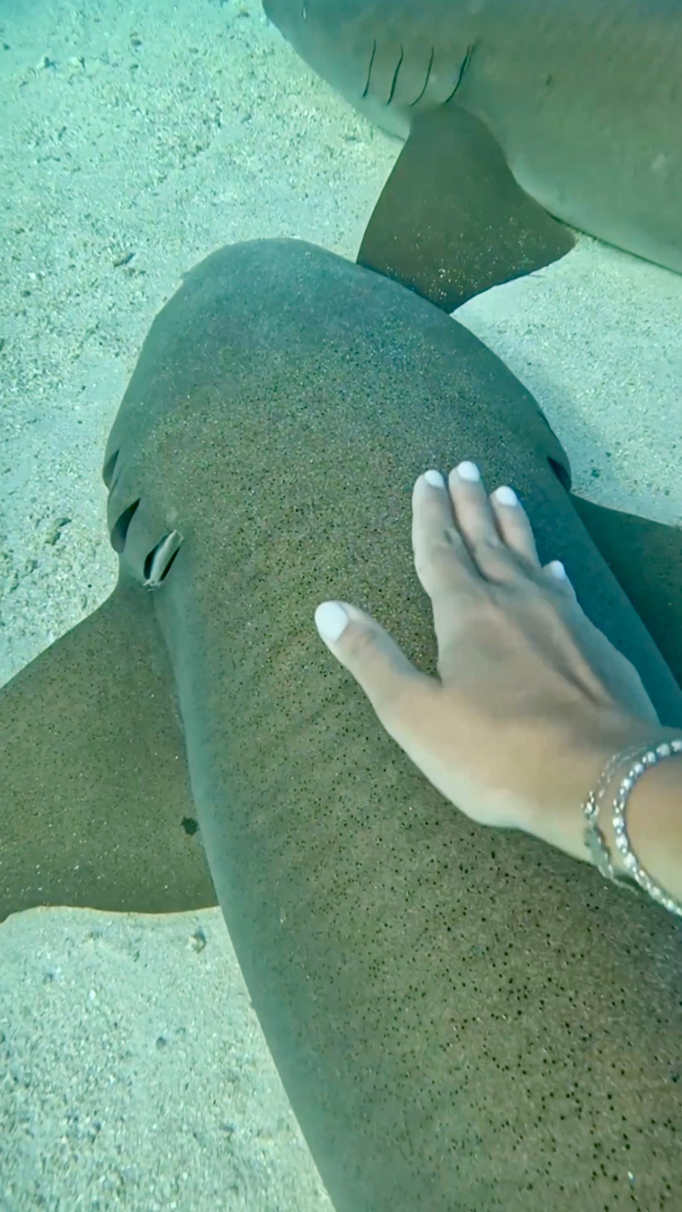 Maldives Nurse Sharks 🦈 don’t touch! смотреть онлайн