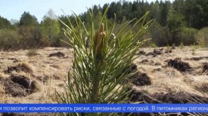 Более 30 тысяч гектаров леса будет восстановлено в этом году на Среднем Урале