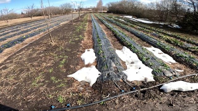 Начинаю зачистку ягод