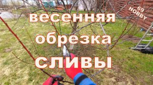 Весенняя обрезка сливы! Что режем