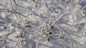 Не любит нас любовь_ музыка и исполнение_ Олег Сапегин,слова_Татьяна Зуева,О.Сапегин