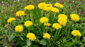 ПОЛЕЗНЫЕ «СОРНЯКИ». Просите у них прощения и старайтесь объяснить им причину своих действий