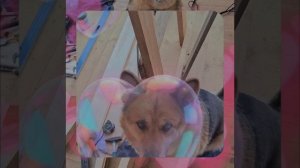 1000055445.mp4 (Собака наблюдает за устройством лестницы на 2-ой этаж в доме А-фрейм)