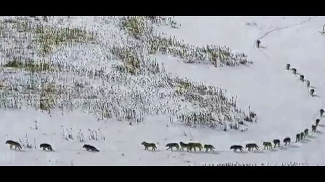 Я из стаи волков