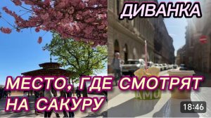 САМВЕЛ АДАМЯН, МИСС ВОНГ, ТАК ВОТ КУДА НУЖНО БЫЛО ИДТИ СМОТРЕТЬ НА САКУРЫ, ПРОМЕНАД АРПАДА ТОПА..
