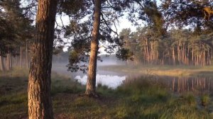 «Лес в тумане • 2 ЧАСА | Атмосфера покоя и природы»