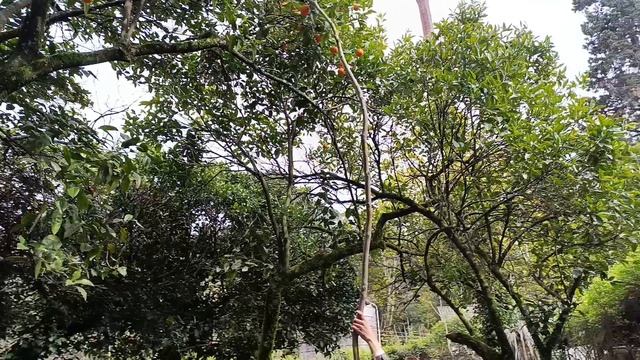 79) Абхазия-4. За апельсинами с Роной