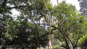 79) Абхазия-4. За апельсинами с Роной