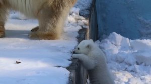 Герда гуляет с медвежонком на даче..