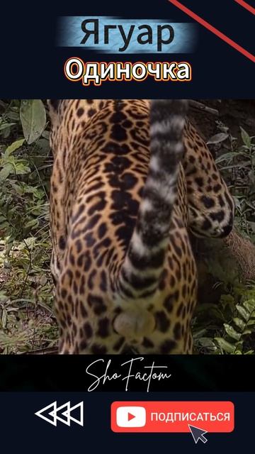 Ягуар Одиночка