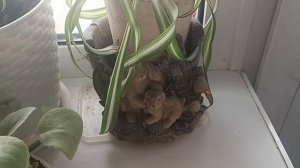 АНДРЕЙ. ВОРОН НИНА ЧАЙКА**НЕ БЫВАЕТ СЧАСТЬЯ БЕЗ ЛЮБВИ**КРАСИВАЯ ПЕСНЯ🎶🎤🎤 ПРО 💞. 💏ЛЮБОВЬ💘💘💘💘