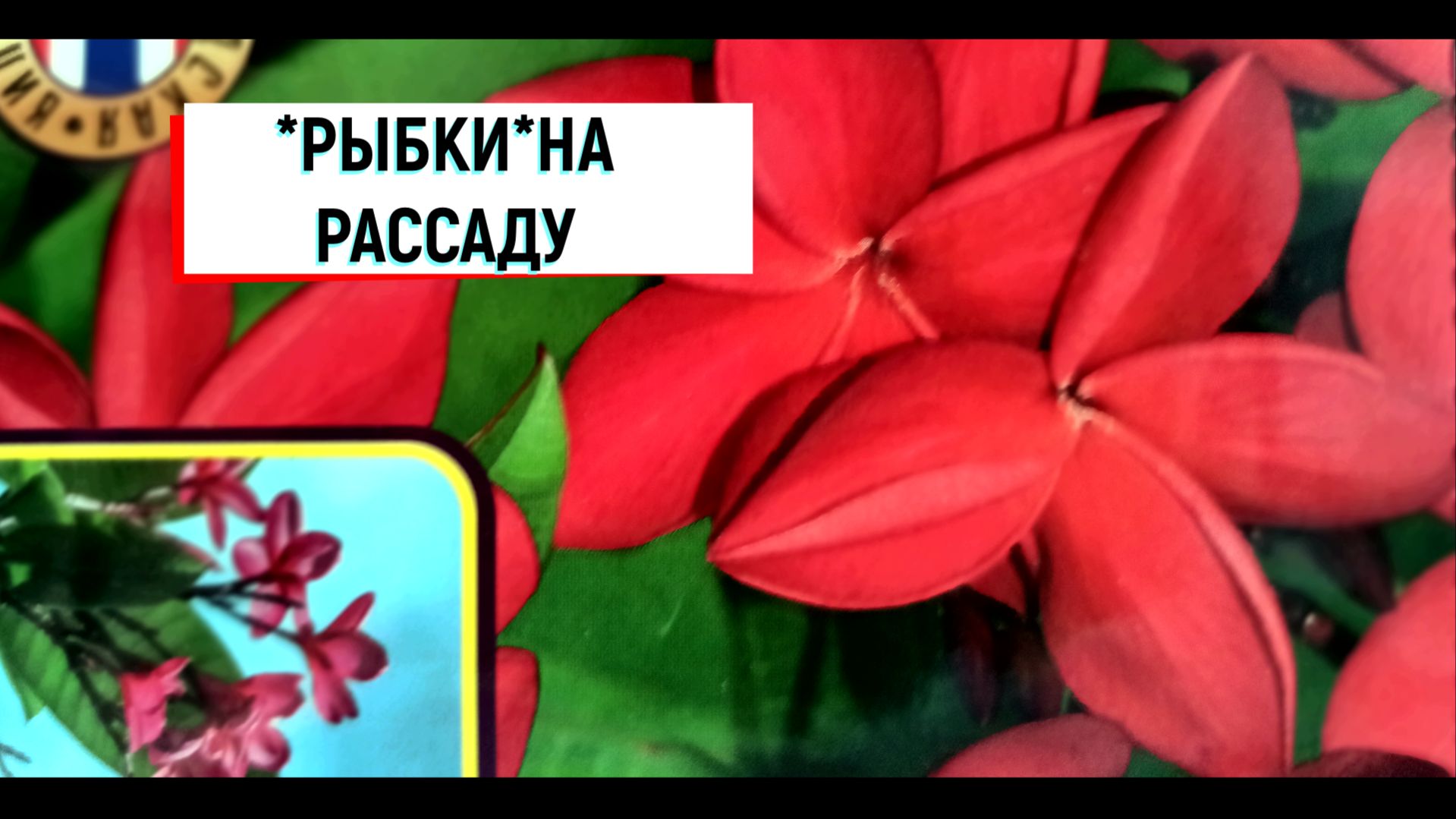 #нарассаду _РЫБКИ_НА РАССАДУ#экзоты #комнатныерастения #плюмерия #гавайскийцветок #цветы #рассадац