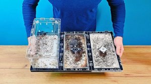 Такого огромного формикария у меня еще не было! Тропические муравьи Myrmicaria