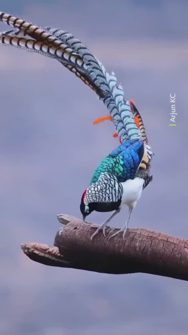 Птица из сказки!