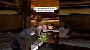 🐱 Котость. 🐱