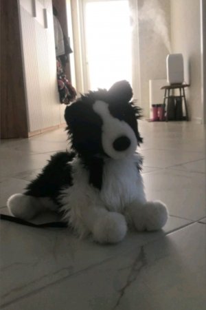 трансляция с приветиками для всех пдп