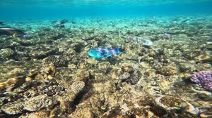 Рыба-попугай