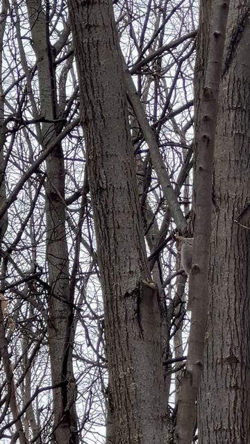 Белка 🐿️ и натуральная природа во благо, заметь как ты дышишь