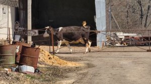 Задонский женский монастырь весной ( Свято-Тихоновский Преображенский женский монастырь Задонска )