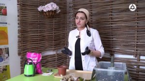 Уход за комнатным растением гиацинтом