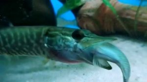 щука в аквариуме