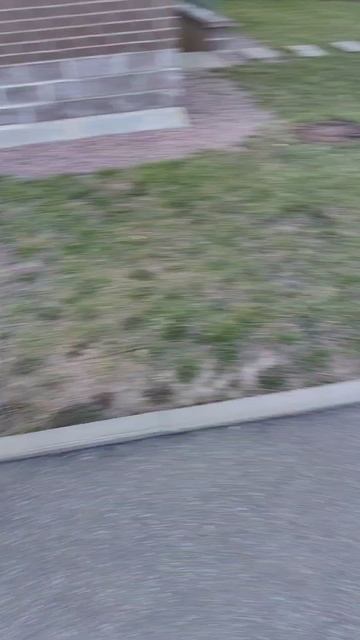 Need For Speed🏍🏎️ #гонка #собаки #скорость