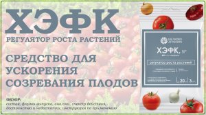 ХЭФК, Дозреватель и Зеленец – средства для ускорения созревания плодов. Обзор регуляторов роста