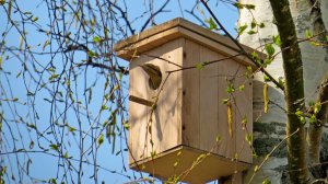 Свежий весенний ветер ( Май 2020 года )