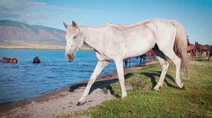 Один день в Тыве озеро Чагытай. В августе 25го...