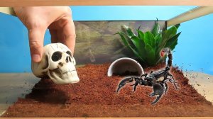 НОВЫЙ ТЕРРАРИУМ ДЛЯ СКОРПИОНА!