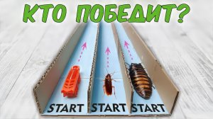 Мадагаскарский таракан против обычного и робота жука! Кто из них самый быстрый?