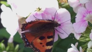 Не пропустить ни одного цветка. Бабочка и пчела