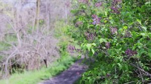 Весенняя рапсодия в Детском парке 🌸☀️ 8 апреля 2026 — птички поют, утки плавают, красота весны