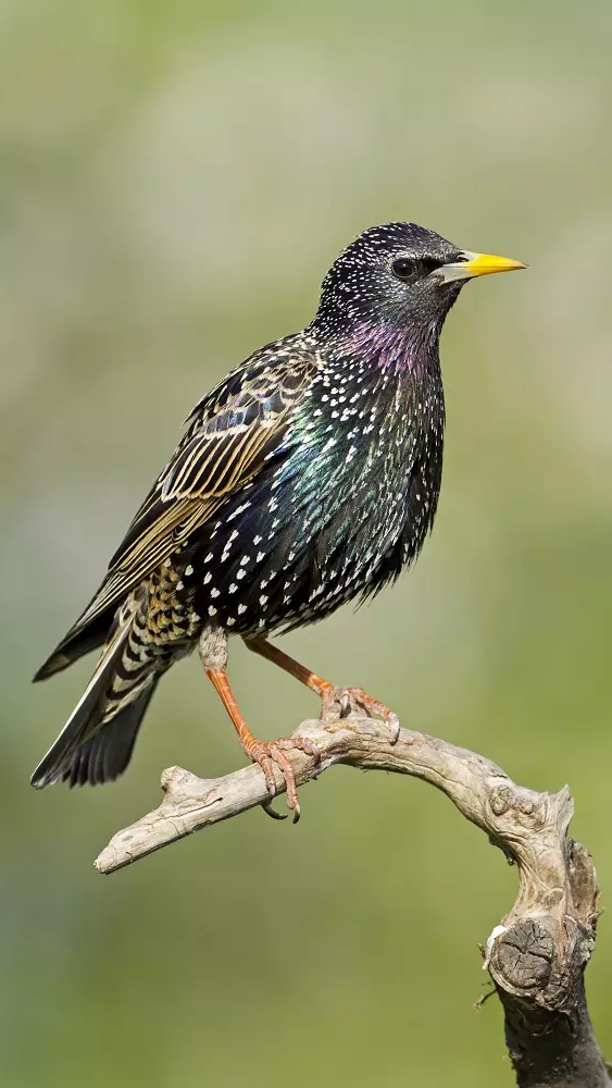 Наши скворцы 🐦