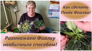 Как сделать Пенёк Фиалки! Размножаем Фиалку необычным способом!