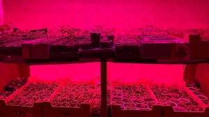 Подключила еще стеллаж, все места заняты, обзор всей рассады на апрель