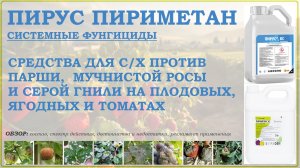 Пирус и Пириметан – средства от парши, мучнистой росы и серой гнили плодовых, винограда и овощей