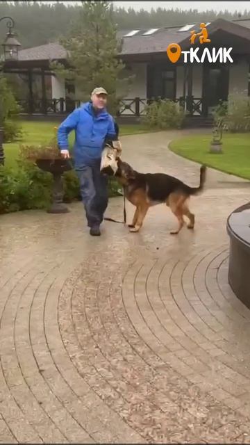 Если бы, да бы...