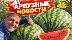 Арбузные новости
