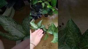 Ещё одна диффенбахия