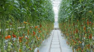 Ищут инфекции и вредителей. Как тепличные комплексы проверяет Россельхознадзор